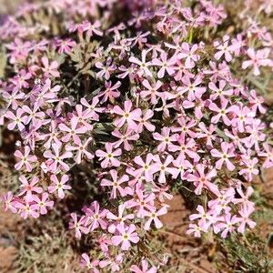 Meet your Posher, Monique